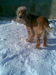 английский кокер-спаниель, сумы