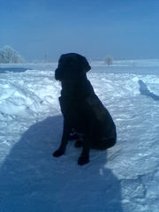 щенки лабрадора черного и палевого окраса