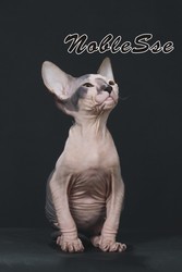 голые котята донского сфинкса