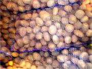 Продажа овощи, семенной картофель, крупный опт.