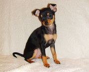 Русский той, девочка. Документы КСУ-FCI