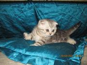 Шотландские вислоухие котята и страйты, черный мрамор на серебре