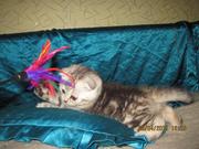 Шотландские вислоухие котята, черный мрамор на серебре