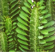 кактус- молочай треугольный - 2.5м, 12 лет