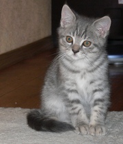 Продается котёнок британец