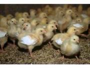 Подрост цыплят Бройлер КОББ-500, в возрасте 7-21 дн
