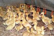 Подрост утята кросс Благоварка и Стар53, в возрасте 7-21 дн