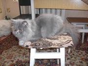 Продам персидского котёнка, голубой, красивый