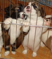 Отдаем за СИМВОЛИЧЕСКУЮ плату КОРОЛЕВСКИХ ЩЕНКОВ ДРЕВЕРА