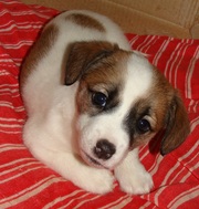 ЩЕНКИ ДРЕВЕРА ИЩУТ ЛЮБЯЩИХ И ПРЕДАННЫХ ХОЗЯЕВ !