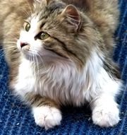 Продам красивую умную кошечку