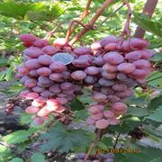 Комплексноуст. столовые, бессемянные сорта винограда