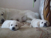 Продам щенков золотистого ретривера, без документов.