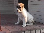 Щенок среднеазиатской овчарки (алабай)