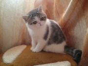 КОТИК ЭКЗОТИК