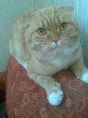 вязка, коты рыжий веслоухий и лиловый со стоячими ушами ищут невест