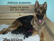 Продам элитных щенков немецкой овчарки г. Тростянец
